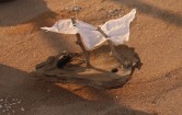 Installation "Escape", mobile, ships made from wood and thorns of the dry riverbed near Gobabeb/Namib dessert, 2015